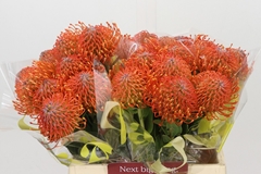 Leucospermum Ayoba Mandarin Zest 40cm