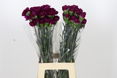 Dianthus Single Purple Damascus 70cm