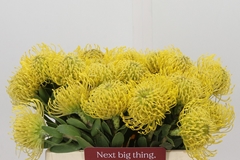 Leucospermum Super Gold 35cm