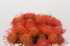 Leucospermum Succession 35cm