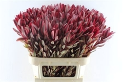 Leucadendron Jester 80cm