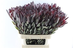 Leucadendron Safari Sunset 80cm