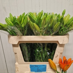 Lily La Caesars Palace 75cm 3+