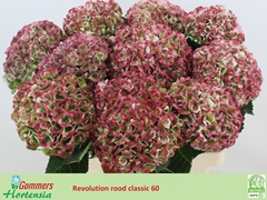 Hydrangea Revolution Classic 60cm 15-17cm Hd