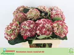 Hydrangea Revolution Classic 60cm 10-12cm Hd