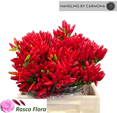 Capsicum Red Fire 40cm