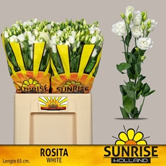Eustoma Double Rosita White 65cm