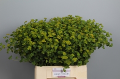Bupleurum Rotundifolium 65cm