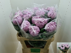 Chrysanth Single Vienna Pink 80cm 155gr.