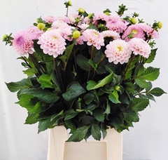 Dahlia Wizard Of Oz 55cm