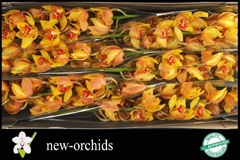 Cymbidium Amalia 80cm