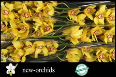 Cymbidium La Vie Stella 80cm