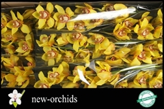 Cymbidium La Vie Stella 60cm