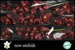 Cymbidium Priwine 60cm