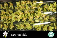 Cymbidium Bonny 60cm