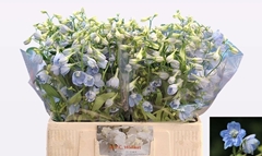 Delphinium Single Ballkleid 60cm