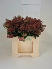 Skimmia Japonica Rubella Per Bunch 35cm