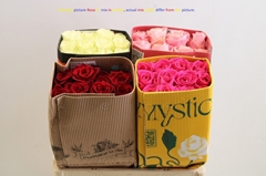Rosa Mixed 50cm