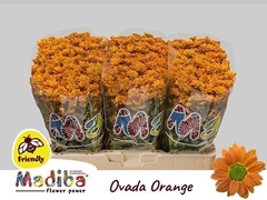 Chrysanth Santini Madiba Ovada Orange 55cm 44gr.
