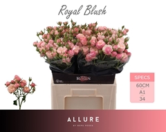 Rosa Spray Royal Blush 60cm 6+