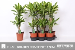 Dracaena Gold Coast 17Ø 75cm