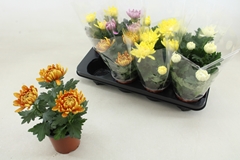 Chrys Kena Gem 12Ø 25cm