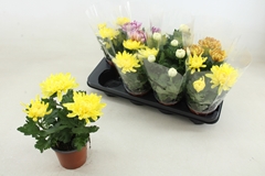 Chrys Kena Gem 12Ø 25cm