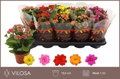 Kalanchoe Double Mix 10Ø 23cm