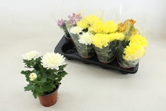 Chrysanth Cosmo Mix 12Ø 25cm