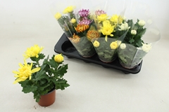 Chrys Kena Gem 12Ø 25cm