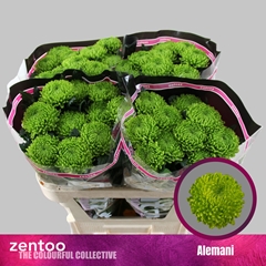 Chrysanth Single Alemani 70cm 95gr.