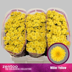 Chrysanth Santini Miller Yellow 55cm 40gr.