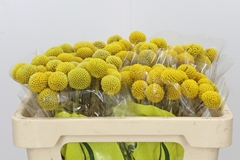 Craspedia Globosa Paintball Popup 50cm