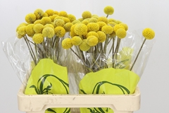 Craspedia Globosa Paintball Popup 60cm