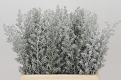 Maireana Kochia Scoparia 40cm