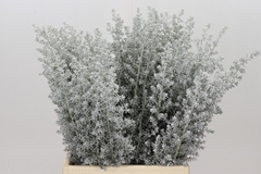 Maireana Kochia Scoparia 50cm
