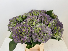 Hydrangea Verena Blue Classic 60cm 20-22cm Hd