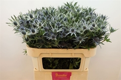 Eryngium Planum Magical Blue Lagoon 70cm
