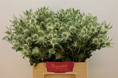 Eryngium Magical White Lagoon 40cm