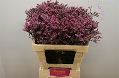 Limonium Sinense Tiffany Diamond 60cm 25gr.
