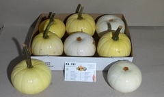 Cucurbita Pepo Baby Boo 14cm