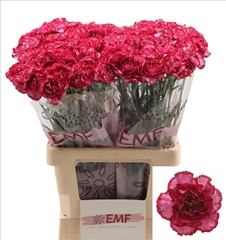 Dianthus Single Bacarat Purple 65cm