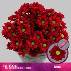 Chrysanth Spray Mera 70cm 95gr.