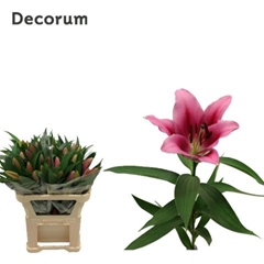 Lily Oriental Dalian 75cm 1+