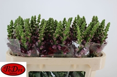 Antirrhinum Avignon Dark Red 65cm