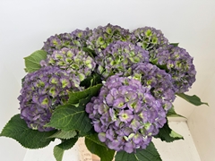 Hydrangea Verena Blue Classic 80cm 22-24cm Hd