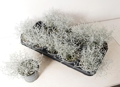 Leucophyta Brownii Silvercalos 12Ø 18cm