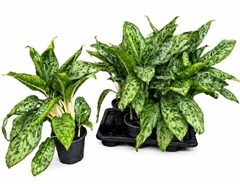 Aglaonema Peacock 17Ø 70cm