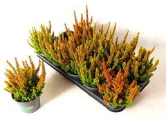 Calluna Vulgaris Skyline Las Vegas 12Ø 20cm