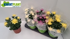 Chrysanth Cosmo Mix 15Ø 28cm